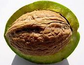 Une noix à moitié sortie de son enveloppe verte : la drupe